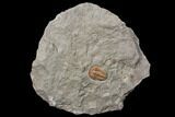 Ordovician Trilobite (Euloma) - Zagora, Morocco #85206-1